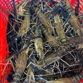 Tom-cang-xanh-tuoi-song-bao-boi-5