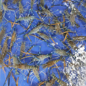 Tom-cang-xanh-nha-hang-bao-boi-4