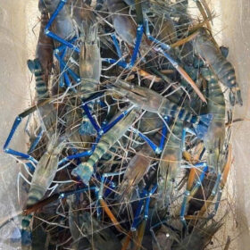 Tom-cang-xanh-nha-hang-bao-boi-2