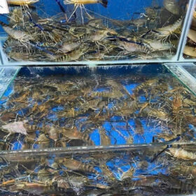 Tom-cang-xanh-nha-hang-bao-boi-1