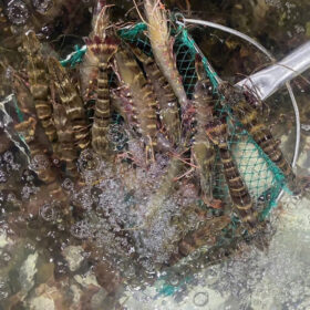 tom-su-tuoi-song-bao-boi-3