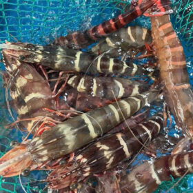 tom-su-tuoi-song-bao-boi-2