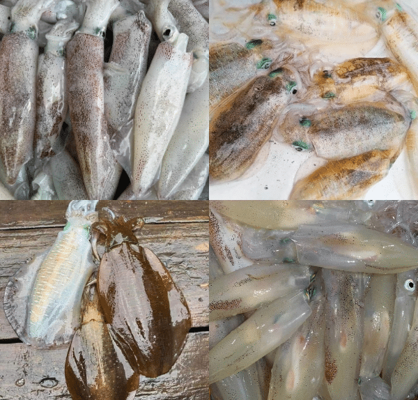 Các loại mực tươi