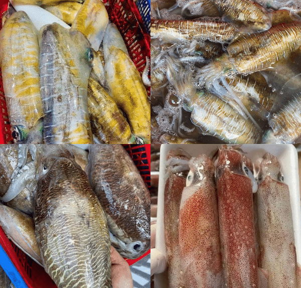 Các loại mực tươi