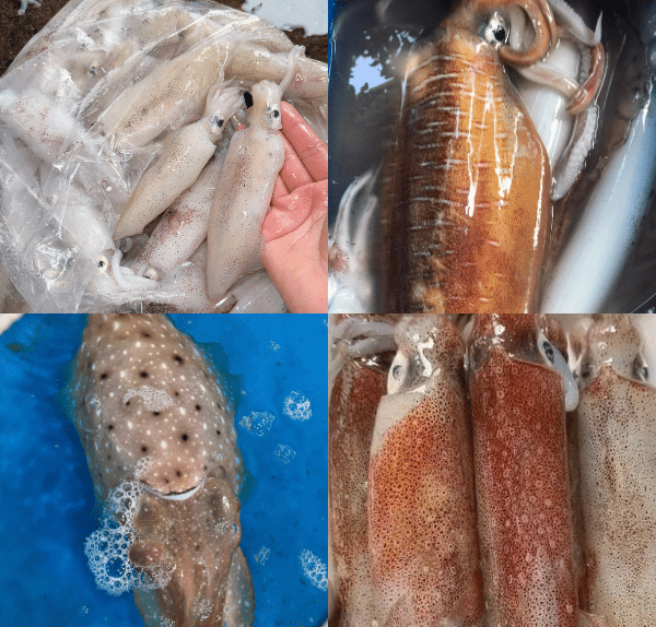 Các loại mực tươi