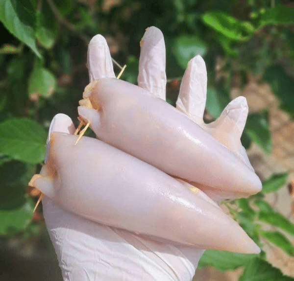 nhồi nhân vào mực