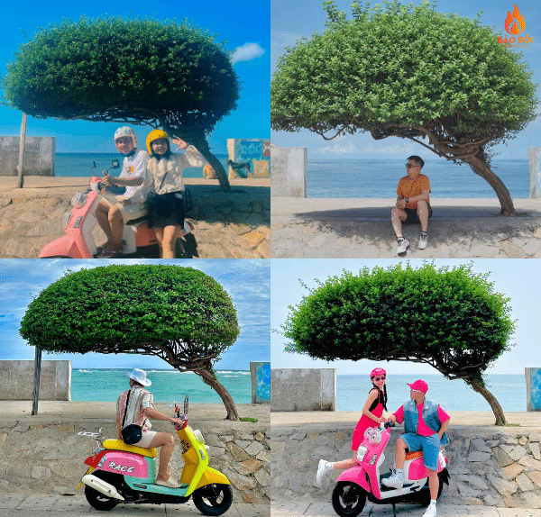 Check in cây cô đơn