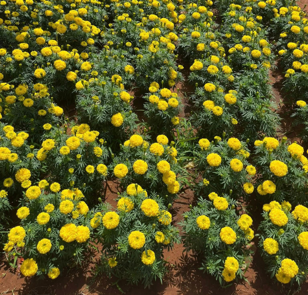 Không khí tết đảo Phú Quý