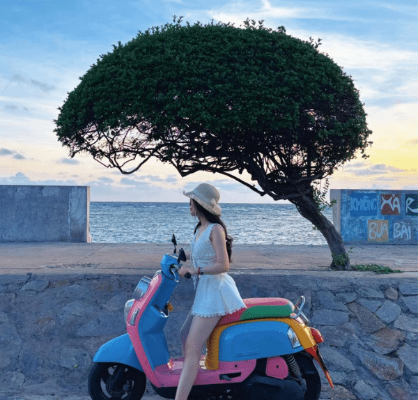 Cây cô đơn đảo Phú Quý