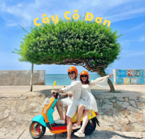 Cây cô đơn ở đảo Phú Quý