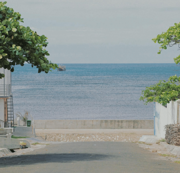 Đường đi đến cây cô đơn