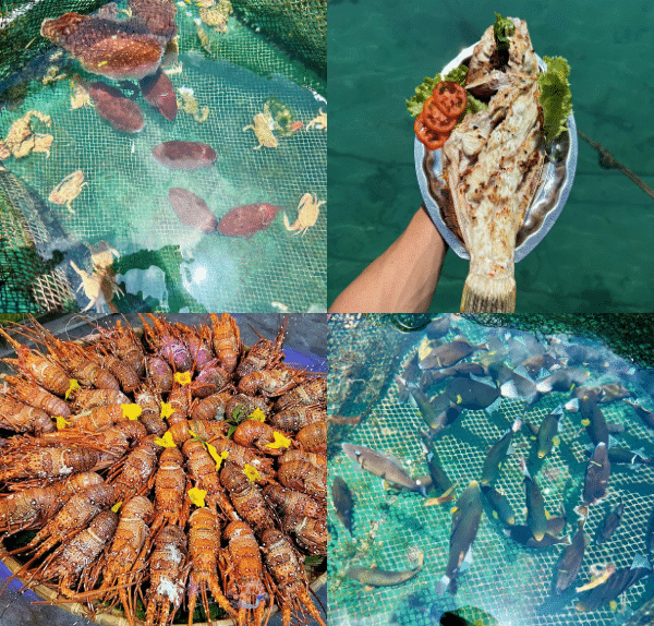 Hải sản đảo Phú Quý